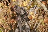 IRISH WOLFHOUND 405